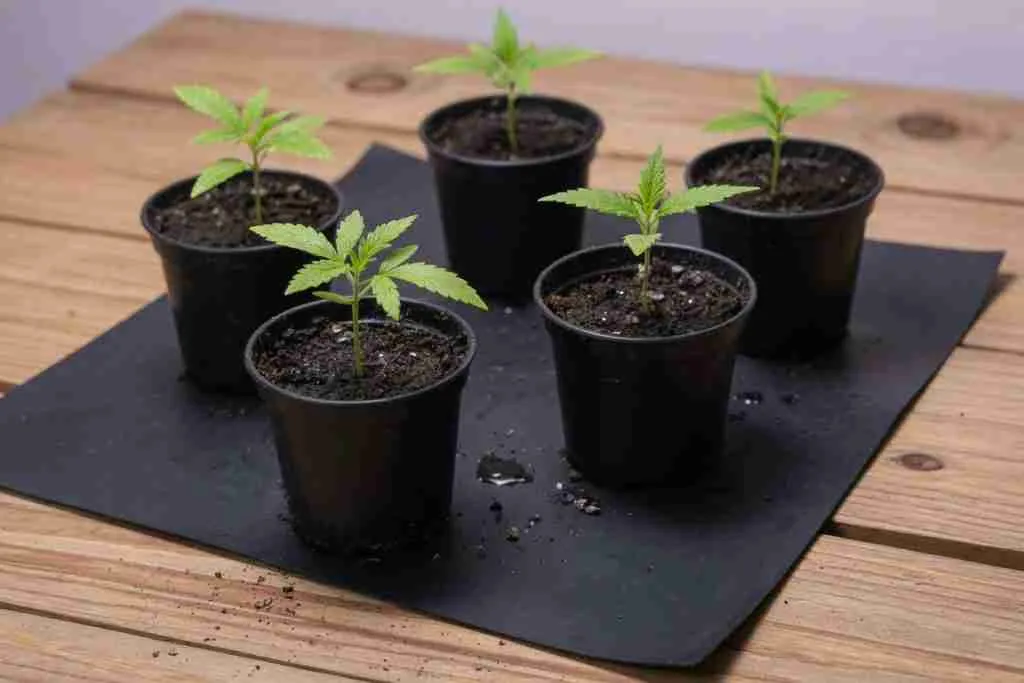 Cannabis seedlings in pots on a heat mat
