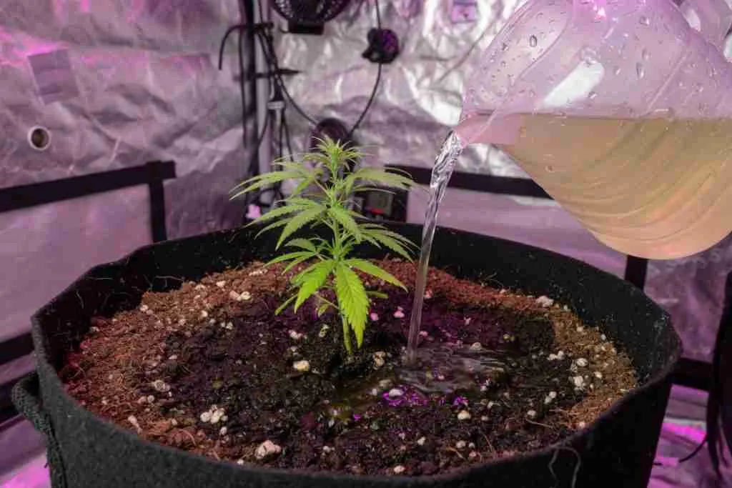 Watering jug pouring onto cannabis soil in a fabric pot inside a grow tent