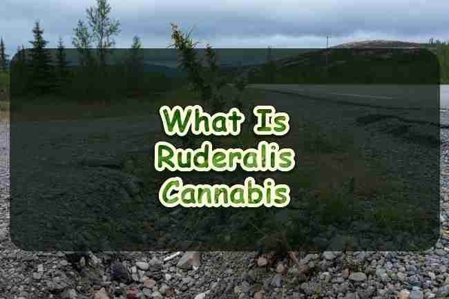 What is Ruderalis Cannabis