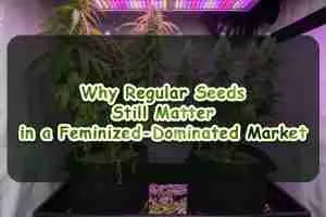 Why Regular Seeds Still Matter in a Feminized-Dominated Market