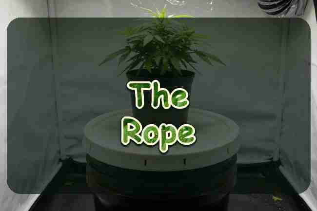 A cannabis plant in a pot over a water bucket