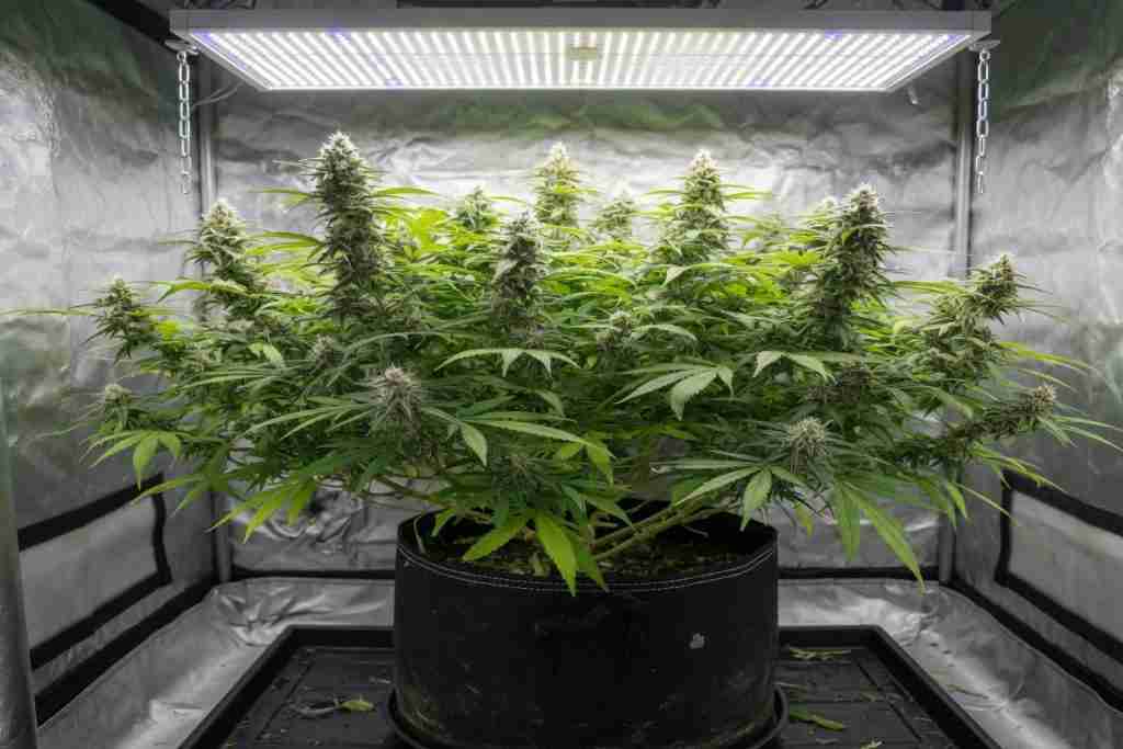A flowering cannabis plant under a long-day lamp
