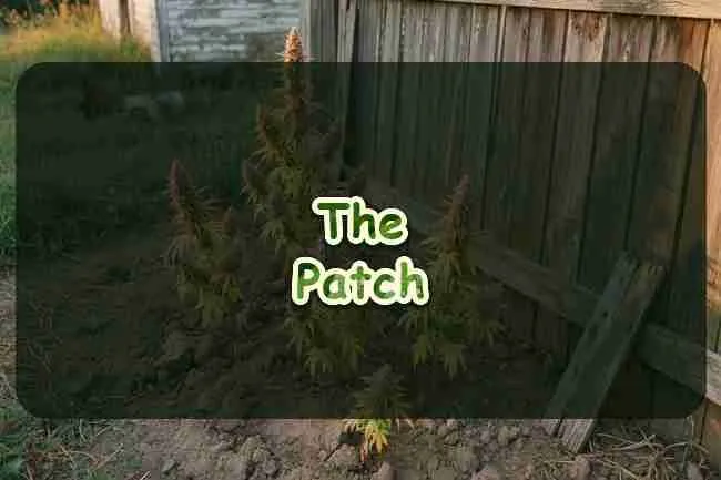 Flowering cannabis plants with autumn color in a dirt patch beside a weathered wooden backyard fence