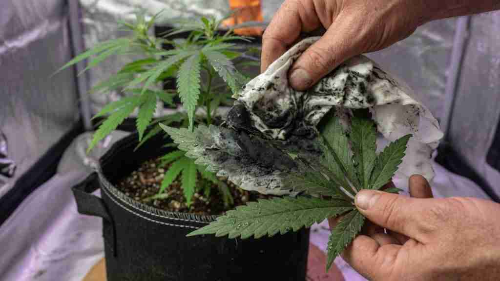 Hands wiping black sooty mold off a cannabis fan leaf with a cloth stained black