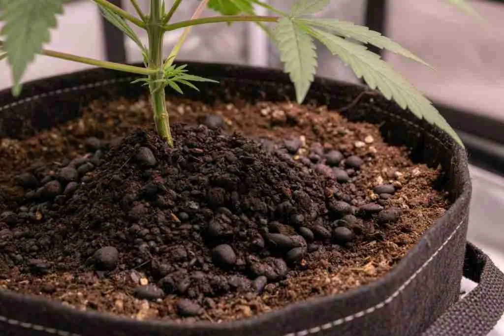 Worm castings top-dressed around a young cannabis stem in a fabric pot