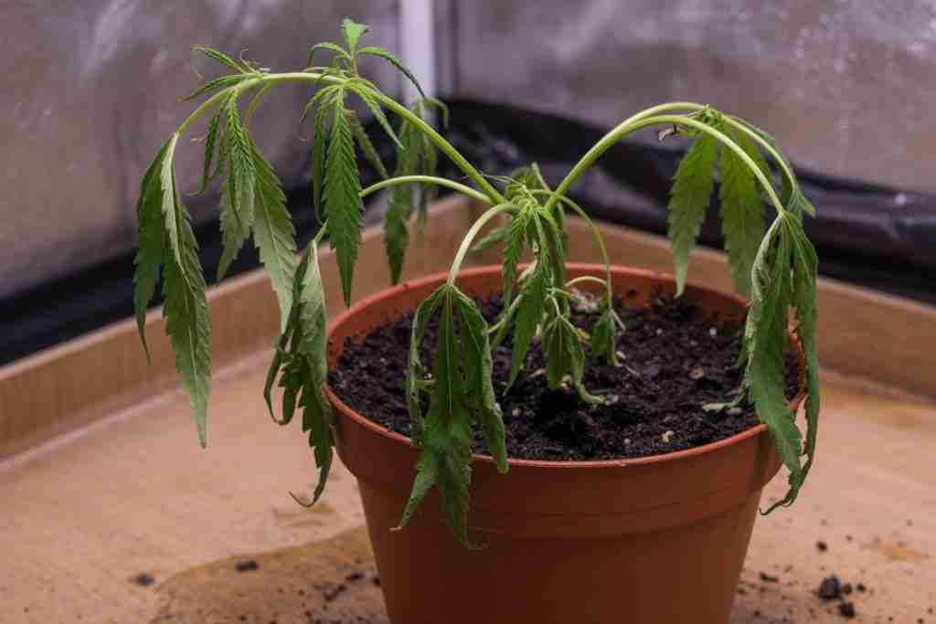 A young cannabis plant with soft drooping leaves
