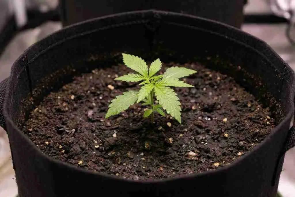 A small cannabis seedling in a large finish pot