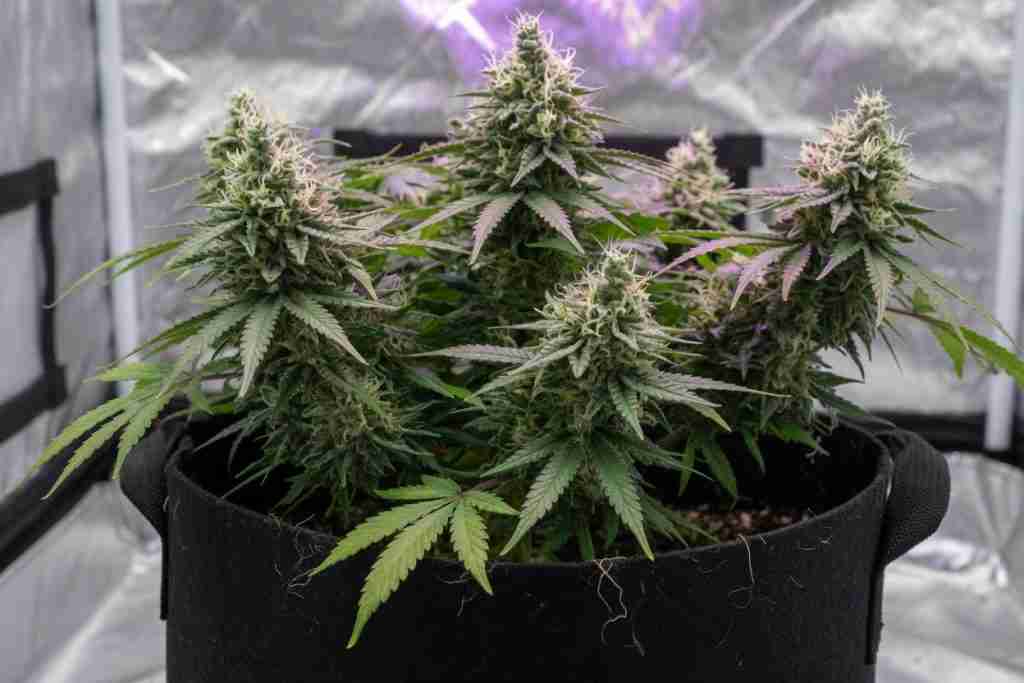 A flowering cannabis plant left in its pot