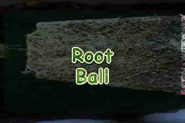 White roots on a starter cube