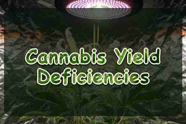 Pale cannabis leaves curling under a lamp