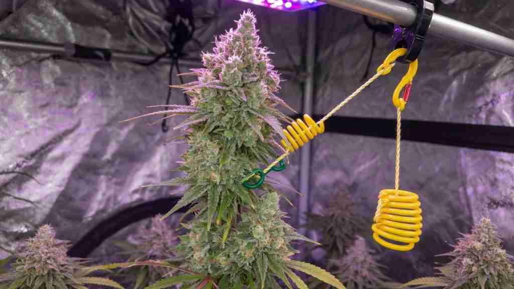 Spring yo-yo hanger beside a heavy flowering cannabis cola in a grow tent