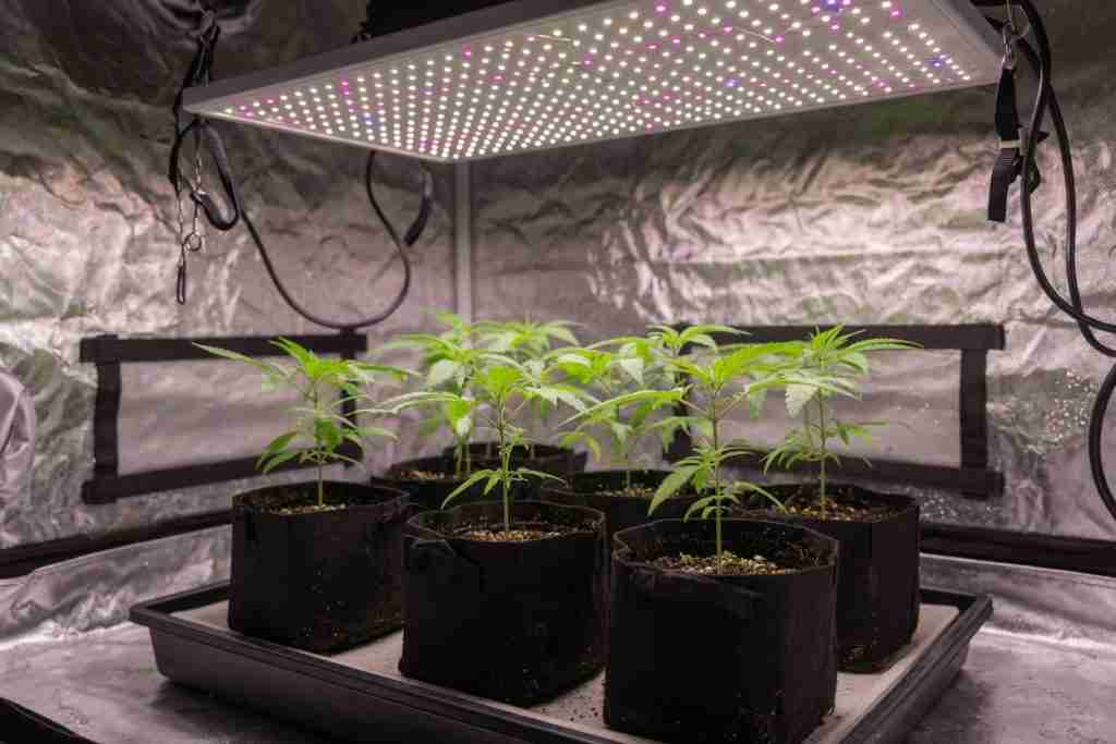 Young cannabis plants under a high grow light